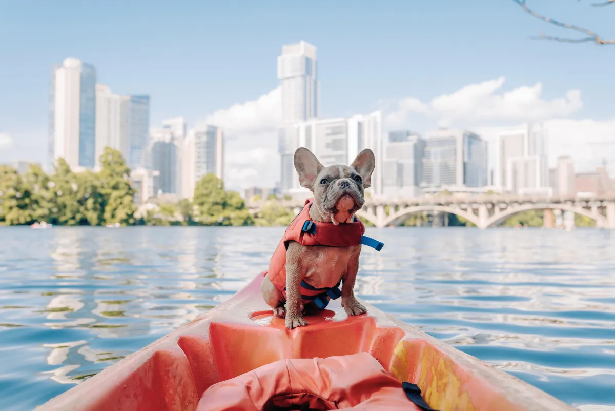 Frenchie in a kayak in the city