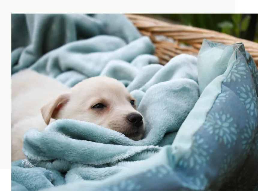 Yellow Labrador Puppy Sleeping