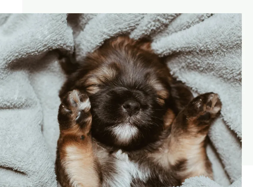 Yorkie Puppy Sleeping