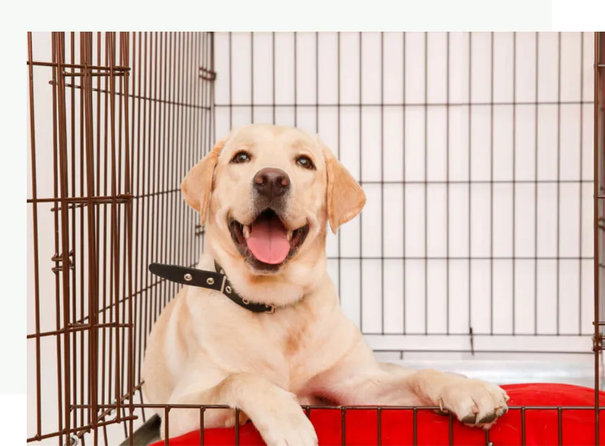 Yellow Labrador Puppy in Crate