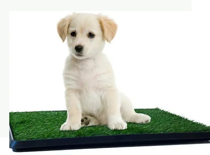 Golden Retriever Puppy on Potty Patch