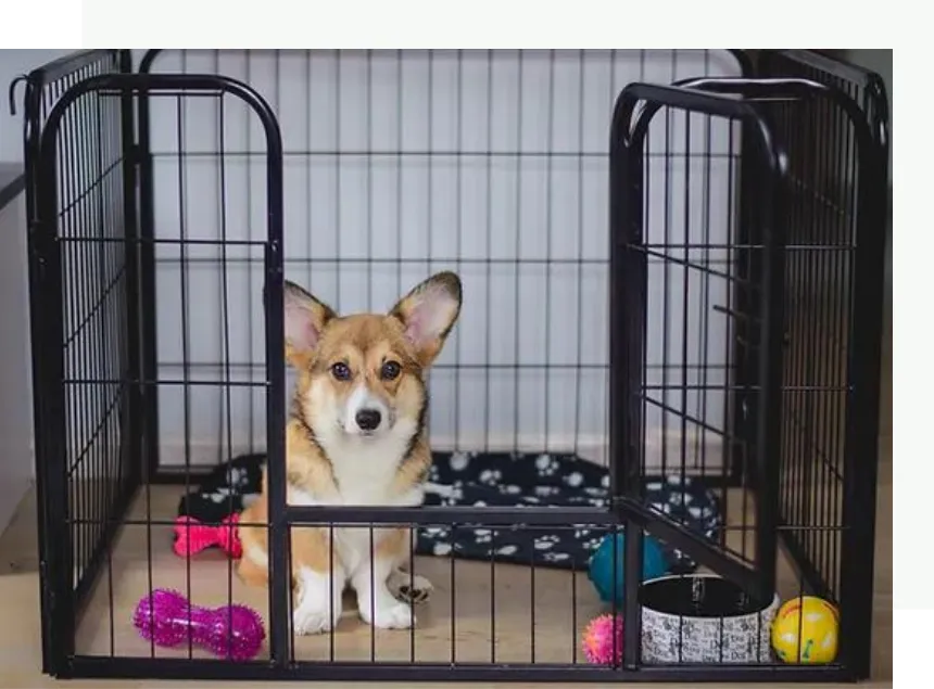 Welsh Corgi Puppy in a Puppy Pen