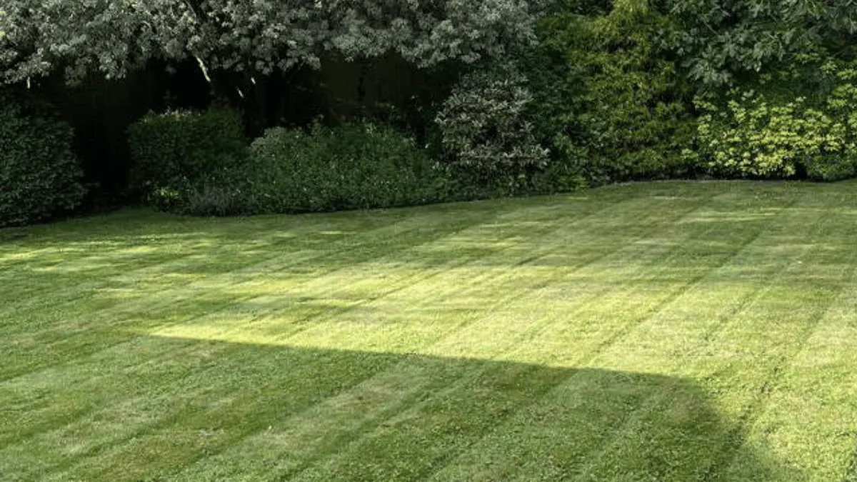 lawn care in christchurch dorset by evergreen gardens