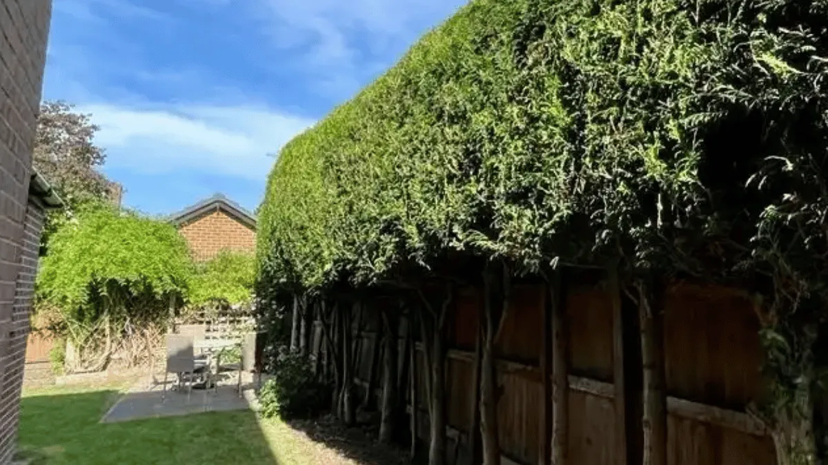 hedge trimming in christchurch dorset by evergereen gardens