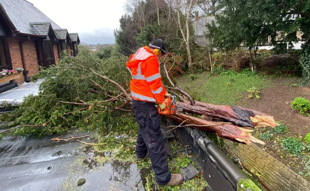 tree work and pruning in torquay by heatley garden services and grounds maintenance