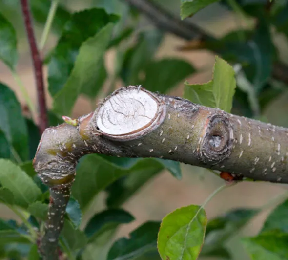 tree surgery by heatley garden services & grounds maintenance