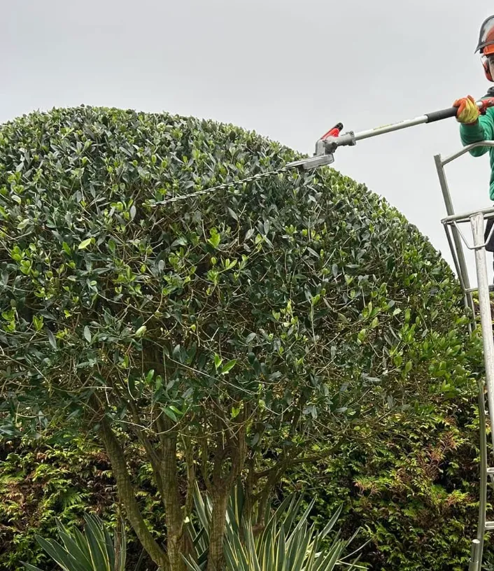 hedge cutting in torquay by heatley garden services and grounds maintenance
