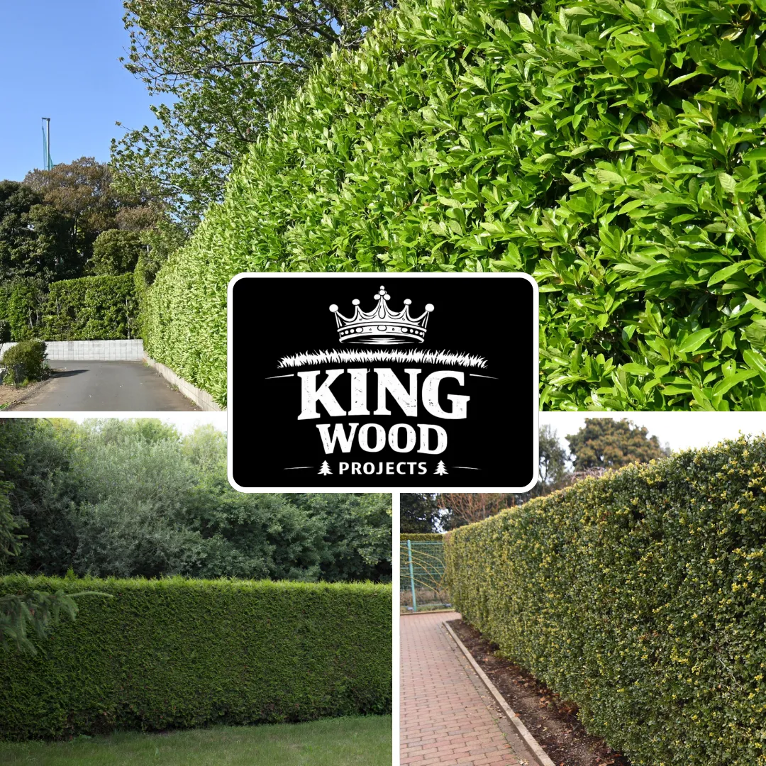 hedge trimming in saltash completed by king wood projects, replacing old fencing