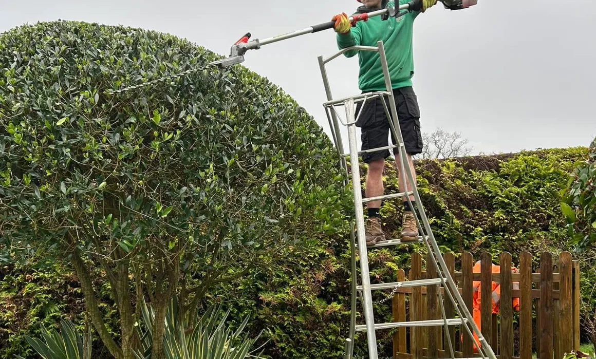 hedge cutting in torquay by heatley garden services and grounds maintenance