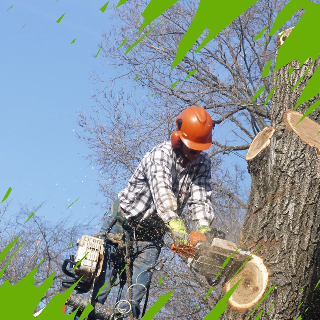 Lumberjack using chainsaw to cut down large tree trunk