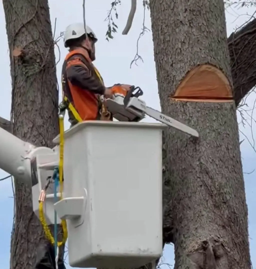 tree falling