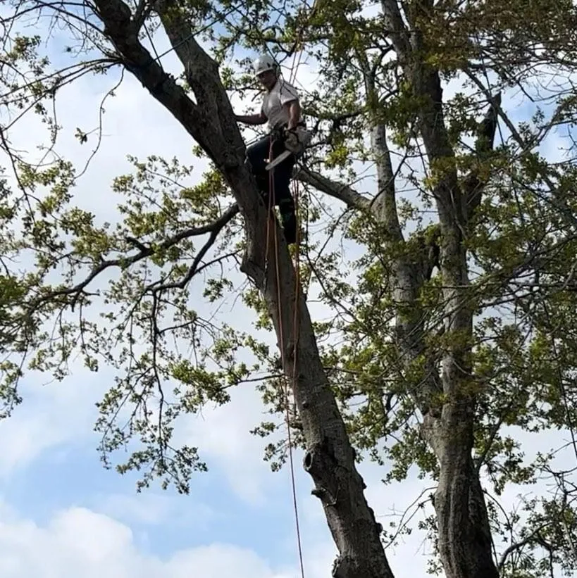 climbing tree 2