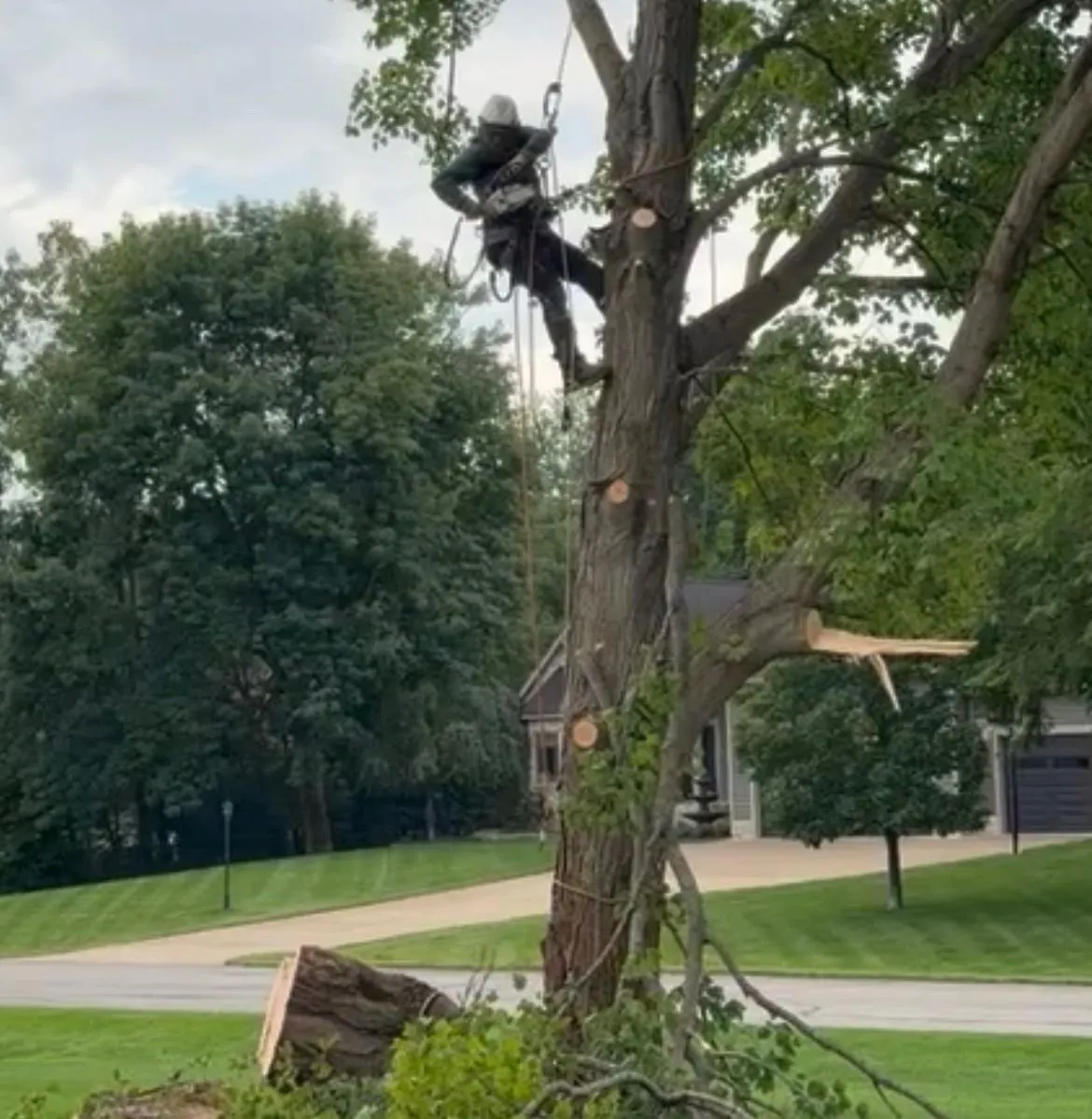 climbing tree