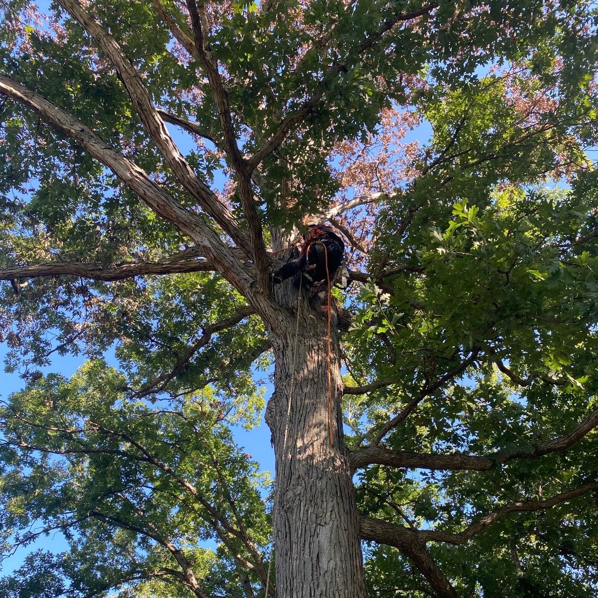 climbing tree