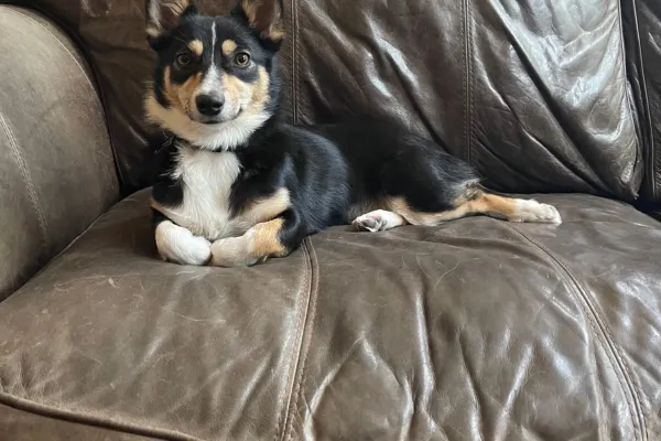 dog friendly destin apartment