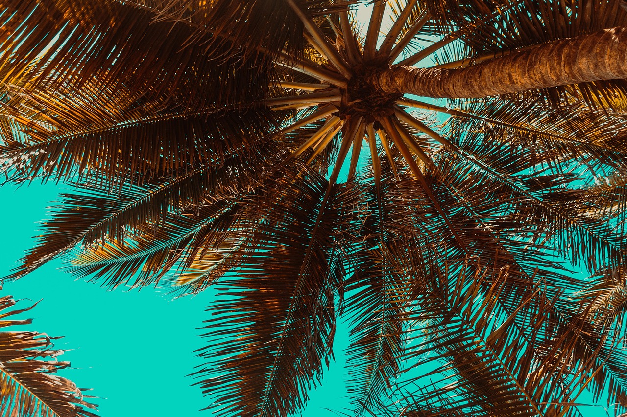 Palm trees against a blue sky