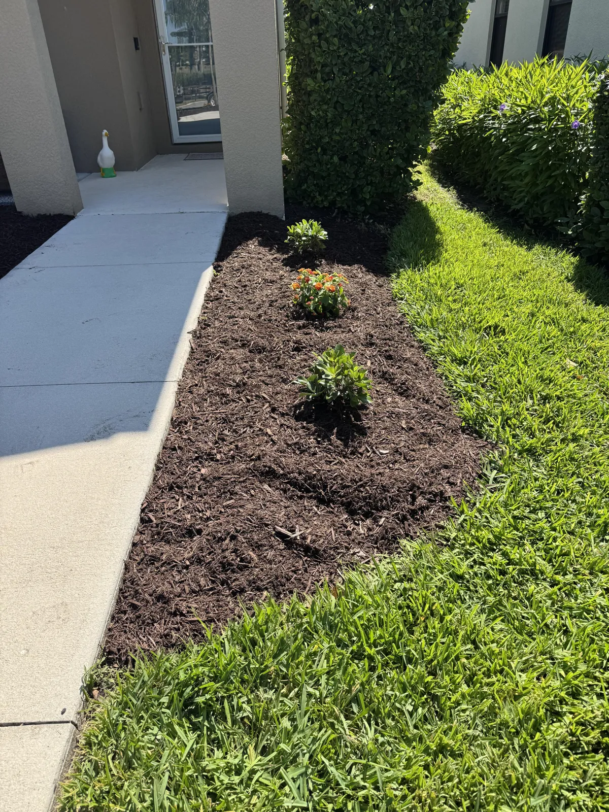 Landscape enhancement with fresh mulch, plant installation, and trimmed hedges at a residential property
