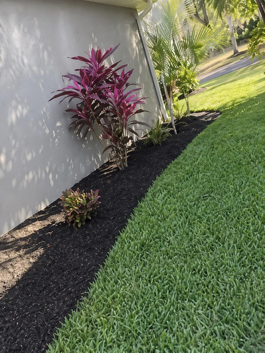 Tropical plant installation with bromeliad and fresh mulch along a residential property border