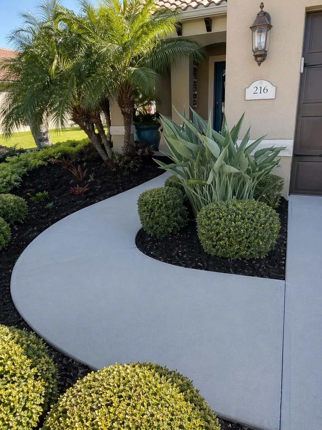 Premium front yard landscape design with manicured shrubs, agave, palm trees, black mulch, and curved concrete walkway at a residential home