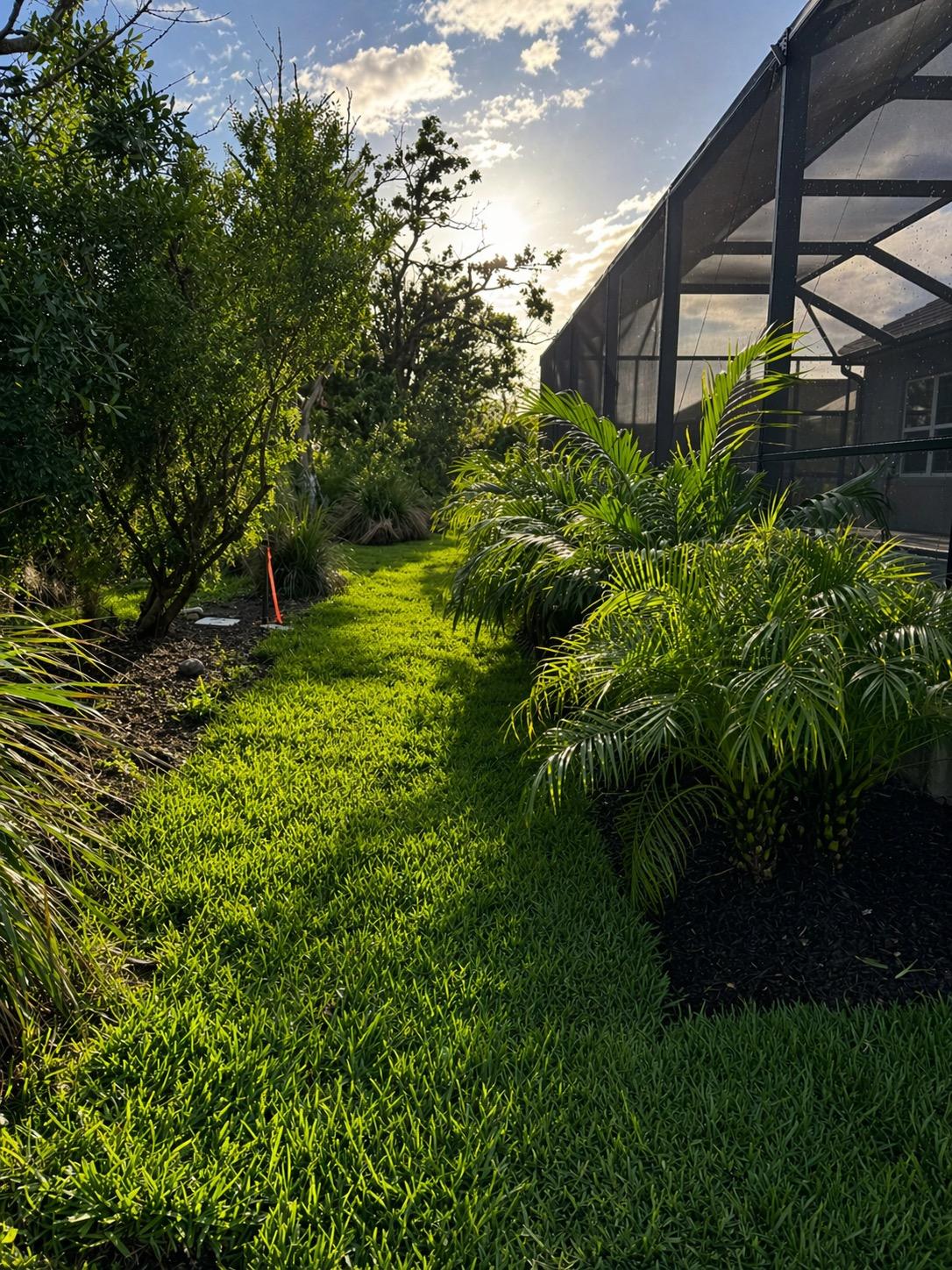 Professional sod installation with lush green turf and tropical palm plants at a residential property