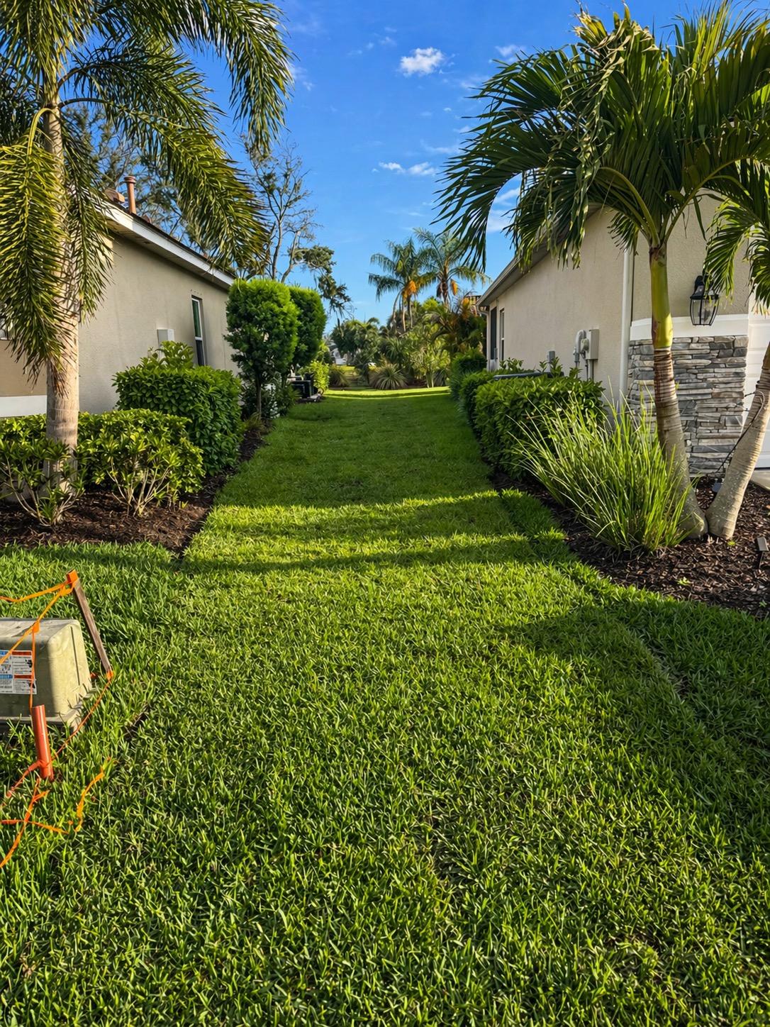 Fresh sod installation with trimmed hedges and palm trees at a residential property