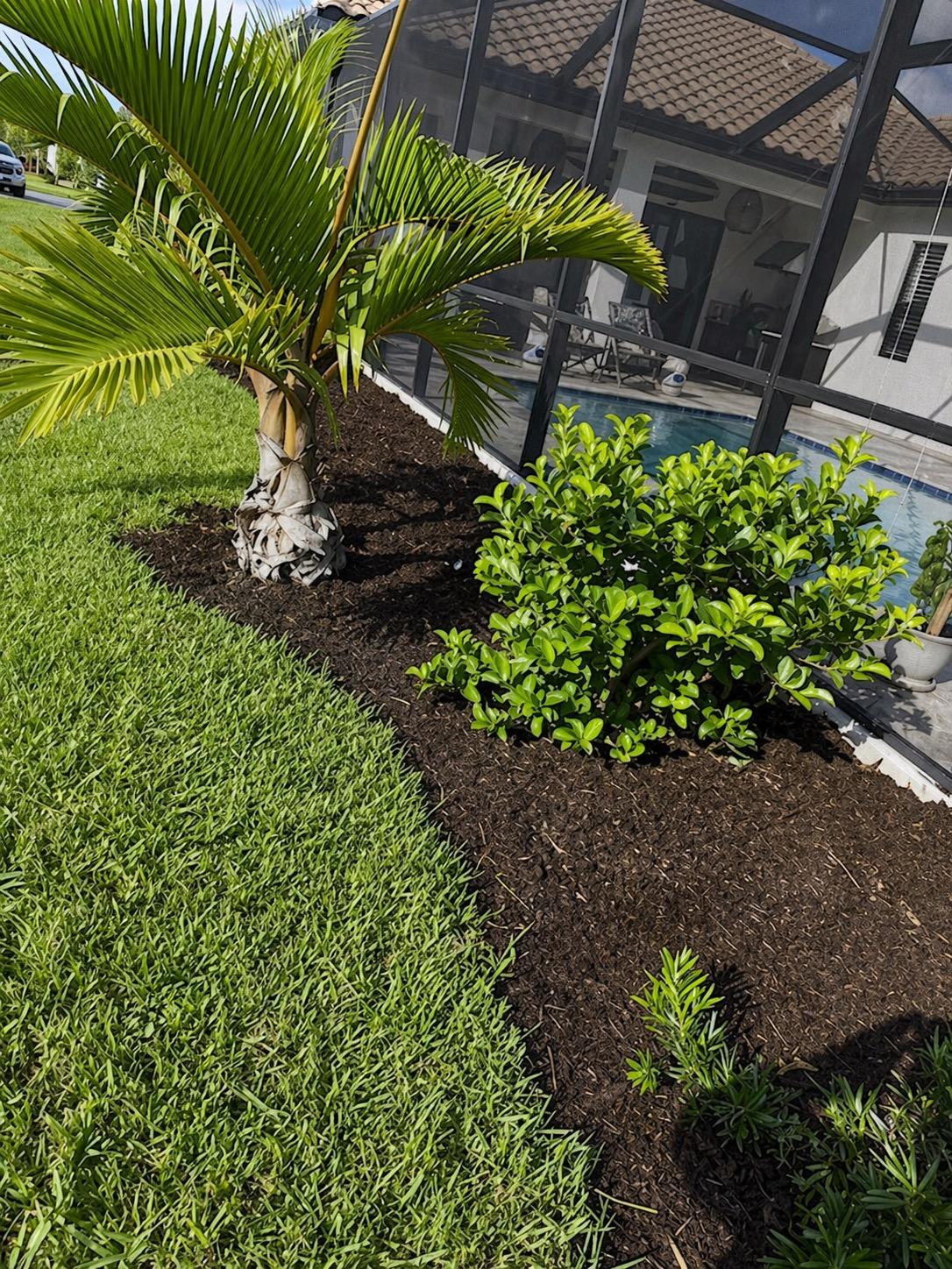 Landscape enhancement with palm tree, fresh mulch, and lush shrubs alongside a residential pool enclosure