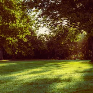 Serene image of a lawn freshly cut and beautiful autumn leaves on several trees in the background