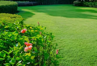 Serene image of a lawn freshly cut and beautiful autumn leaves on several trees in the background