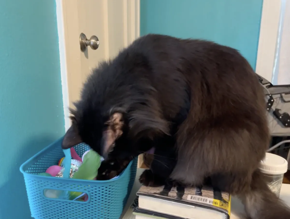 The Magic of the "New" Toy: Why You Should Rotate Your Pet’s Gear