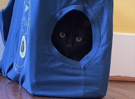 10-Minute Catification Challenge: Easy DIY Projects for a Happier Cat