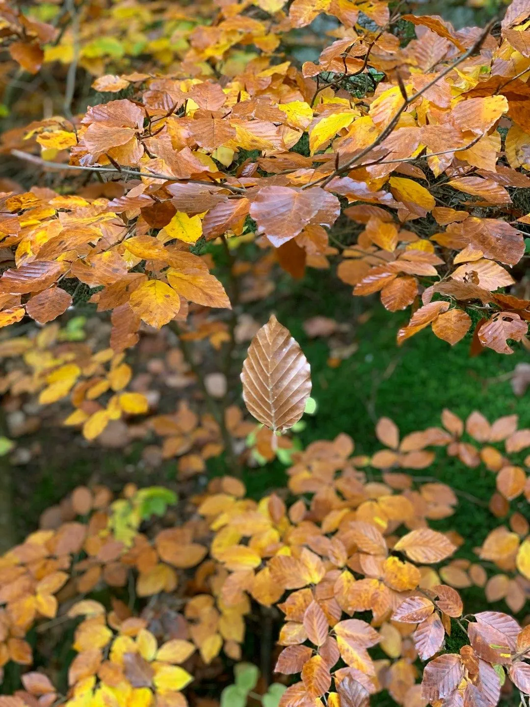 Leaf Pickup Services Round Rock, TX