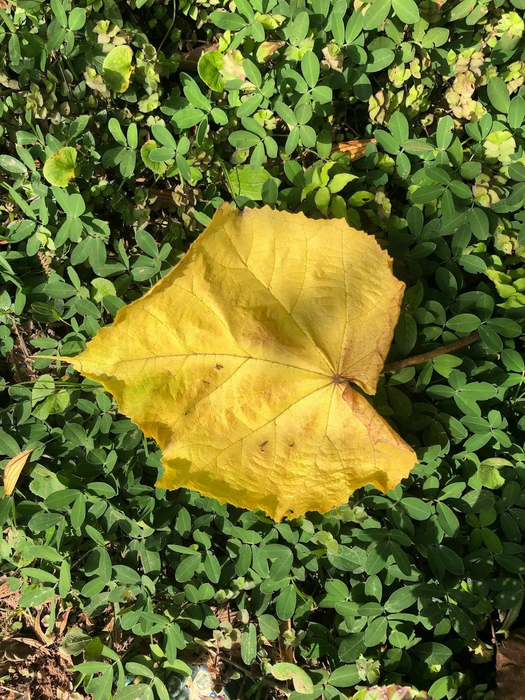 Leaf Pickup Services