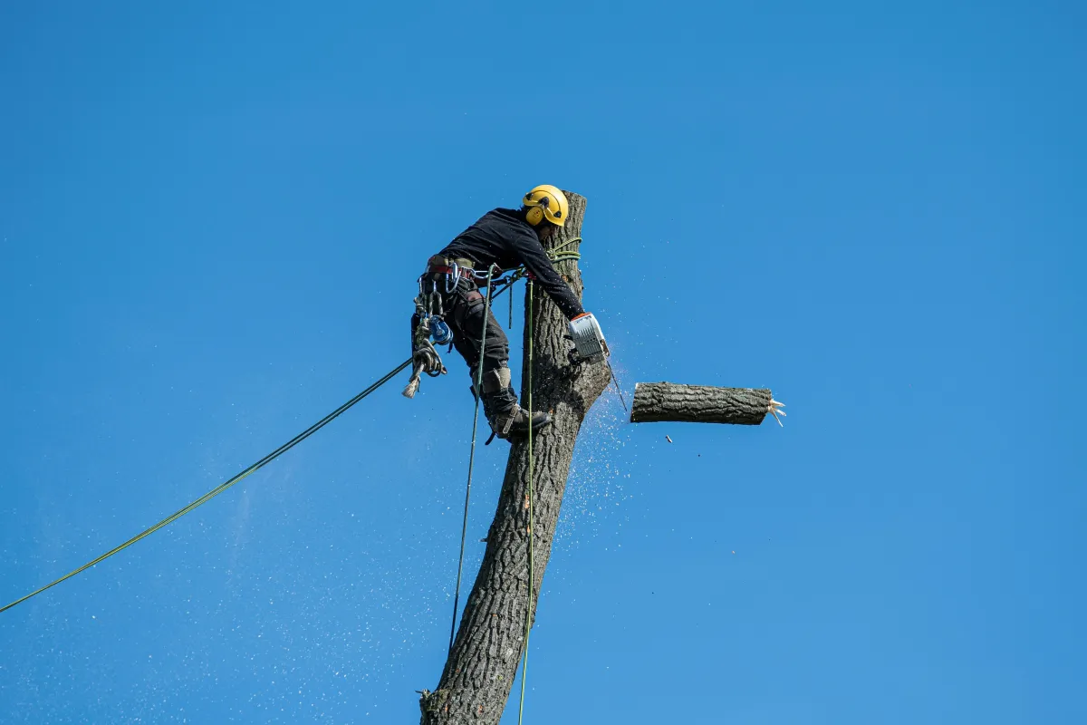 Arborist safely removing a large tree