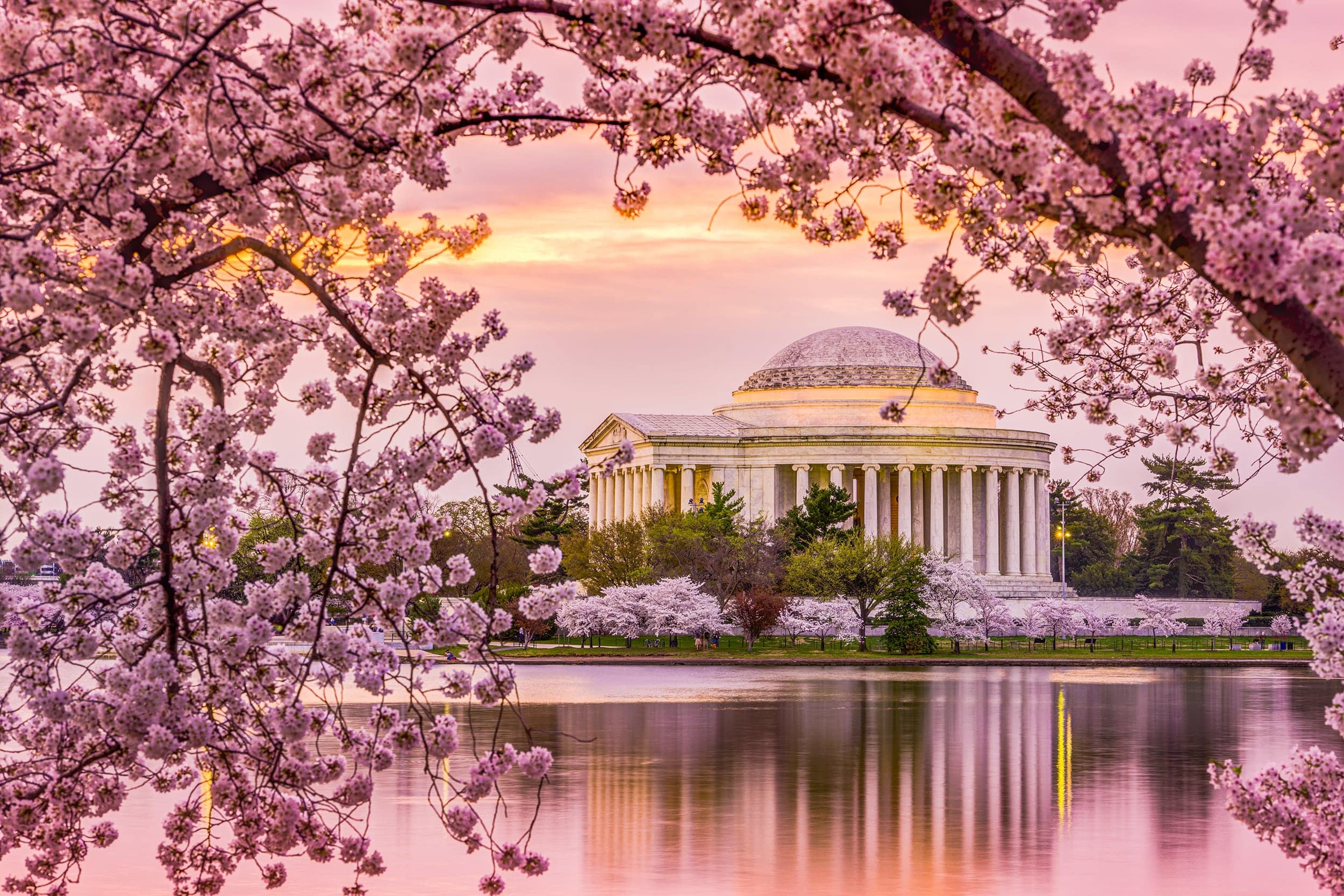 Cherry Blossom Season