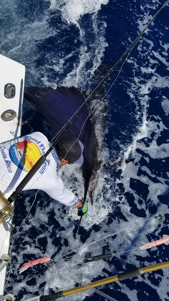 Catch and Release sailfish 