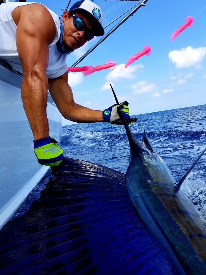 A nice shot of a sailfish before being released back into the Costa Rica waters