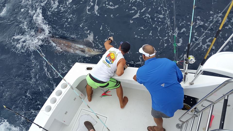 Blue Marlin caught with the Good Day Team