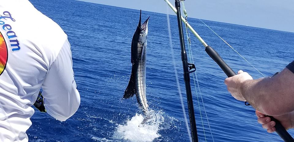 Sailfish against pristine blue waters of Costa Rica