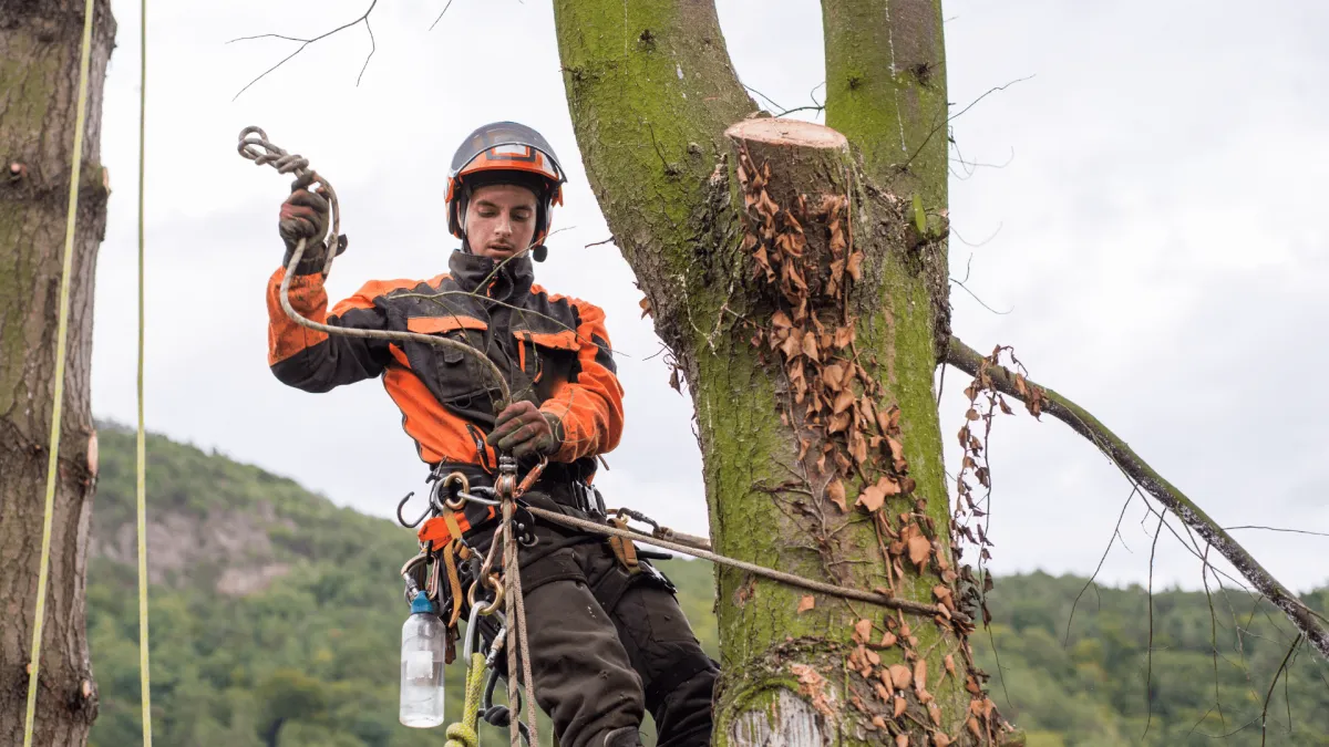 Tree Removal