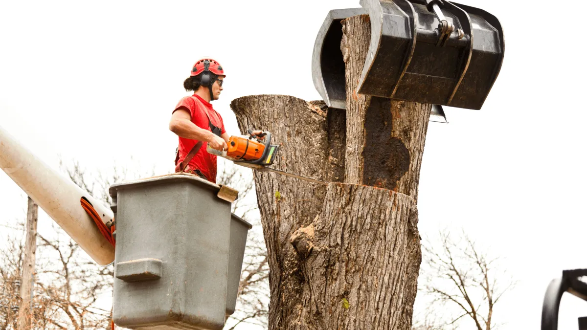 Large Tree Trimming