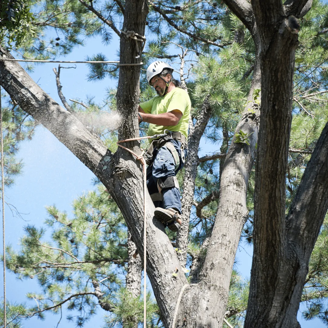 Tree Pruning