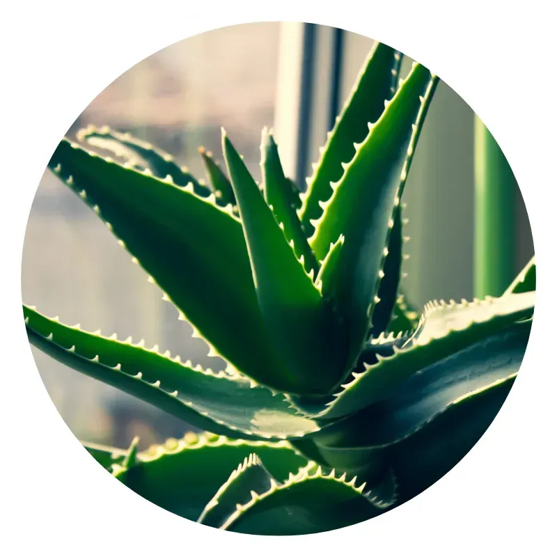 Aloe Vera