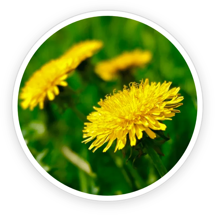 Dandelion