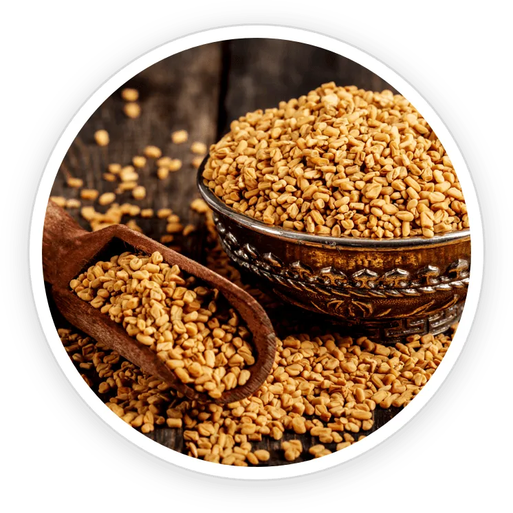 Fenugreek