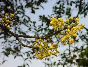 Irvingia gabonensis