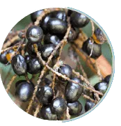 Saw Palmetto