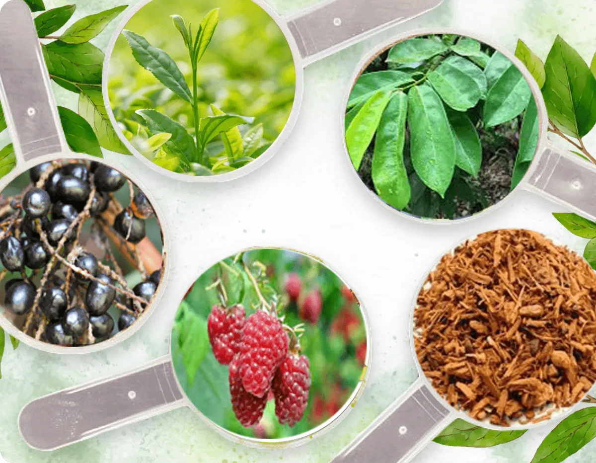 Green Tea Extract, Raspberry, Saw Palmetto, Pygeum 