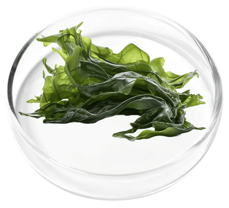 Aquamin® Algae