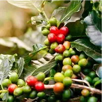 Chlorogenic Acid
