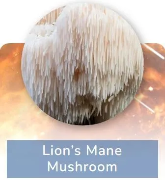 Lion’s Mane Mushroom